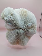 Vintage White Mushroom Coral- Fungia fungites
