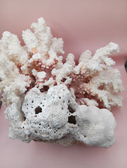 Vintage Brownstem and Brain Coral fusion – 12 x 8 x 9.5 inches rare coastal marine decor