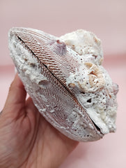 Natural Lion's Paw seashell pair measuring 5 by 5.1 inches with coastal texture and marine encrustations