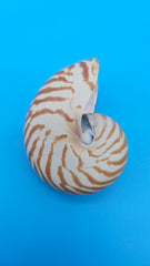 Tiger Nautilus Shell – Striking Natural Ocean Decor 3