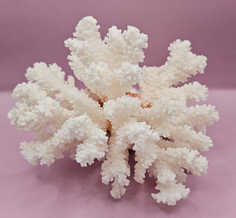 Close-up of vintage brownstem coral with intricate branching patterns, measuring 8"x7", displayed on a soft purple background.