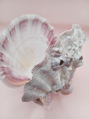 Lion's Paw seashell pair, 5.4 by 4.8 inches, with barnacles and crustacean markings in natural coastal tones