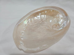 Pearl Abalone Shell 5.25