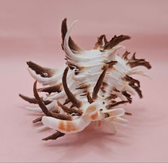  Black murex shell with long dark spines and white body displayed on a pink background