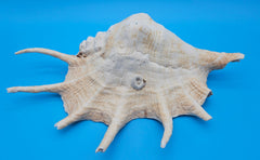 Extra large Lambis truncata display shell for coastal home decor - premium natural specimen