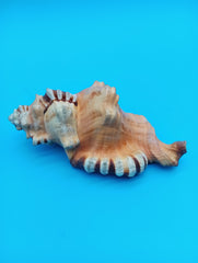 Perry Triton Cymatium 5.9