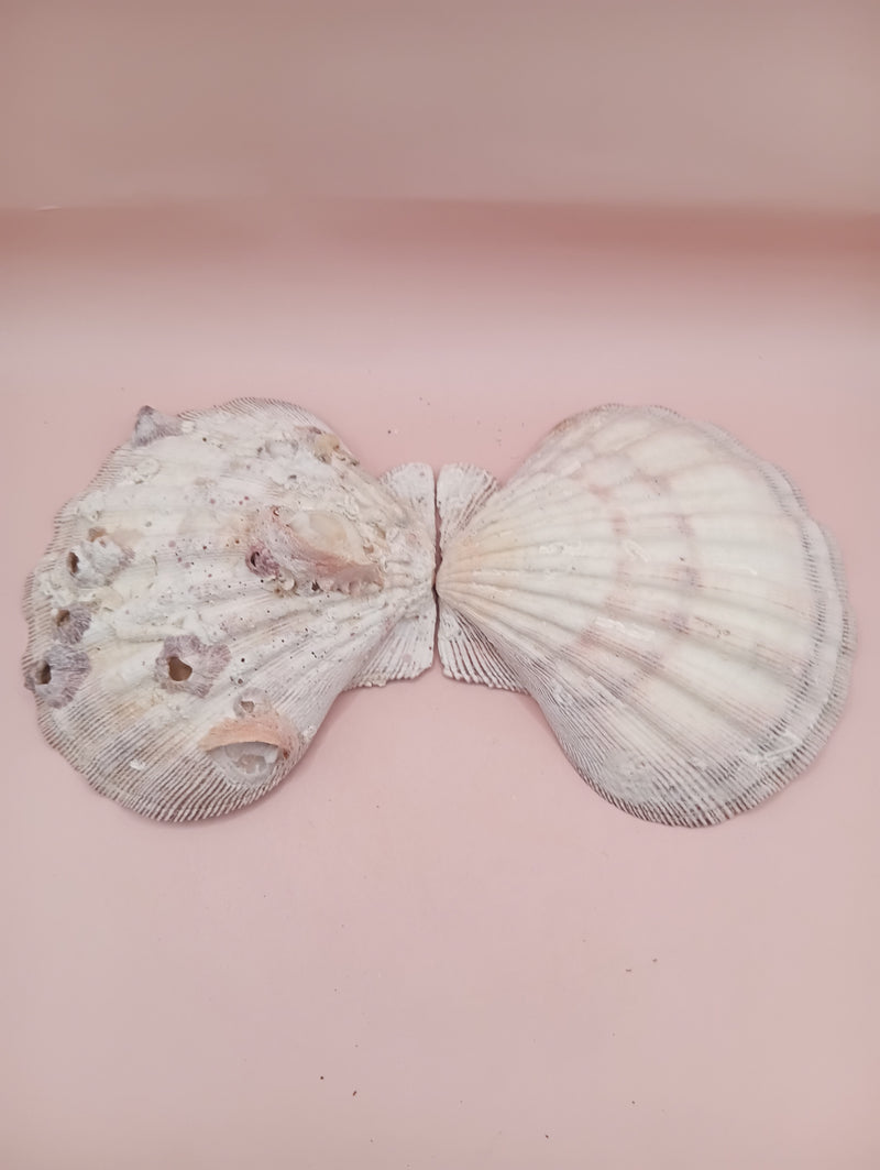 Lion's Paw seashell pair, 5.4 by 4.8 inches, with barnacles and crustacean markings in natural coastal tones