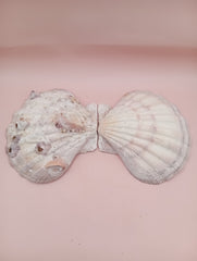 Lion's Paw seashell pair, 5.4 by 4.8 inches, with barnacles and crustacean markings in natural coastal tones