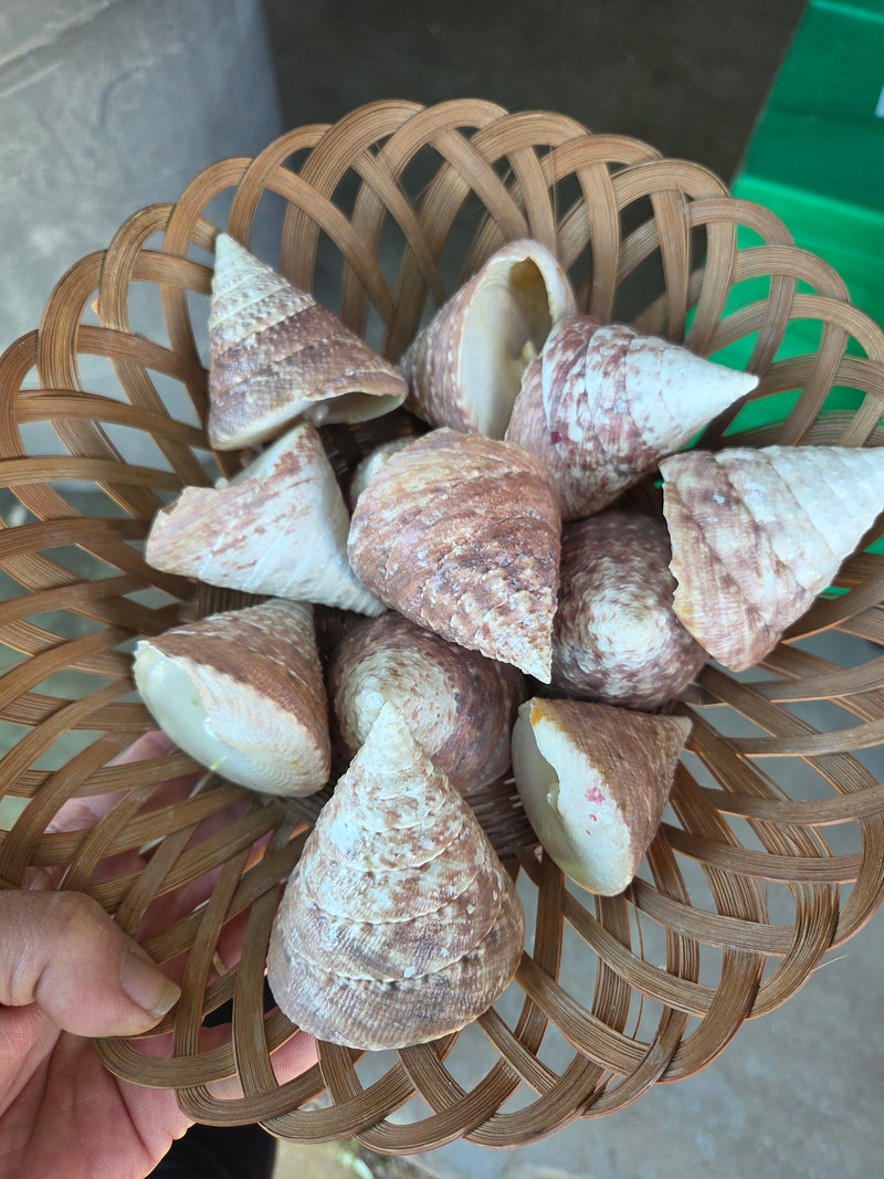 Buffed Commercial Top Trochus Shell