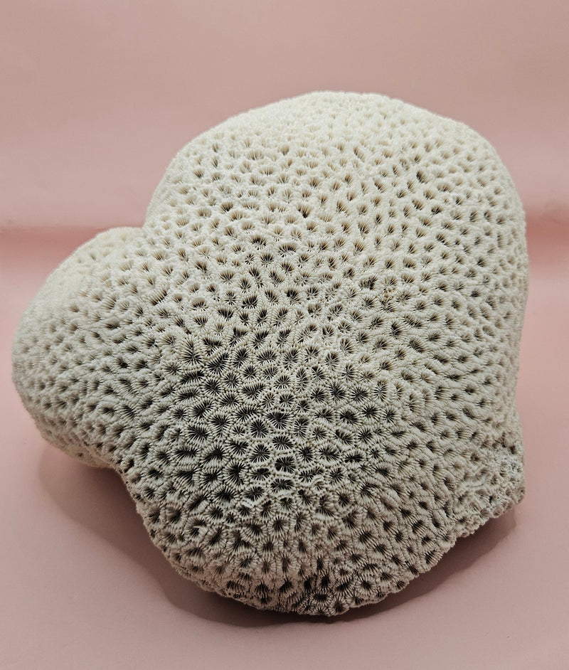 Vintage White Brain Coral with Scallop Pair Inside 