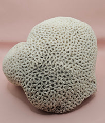 Vintage White Brain Coral with Scallop Pair Inside 