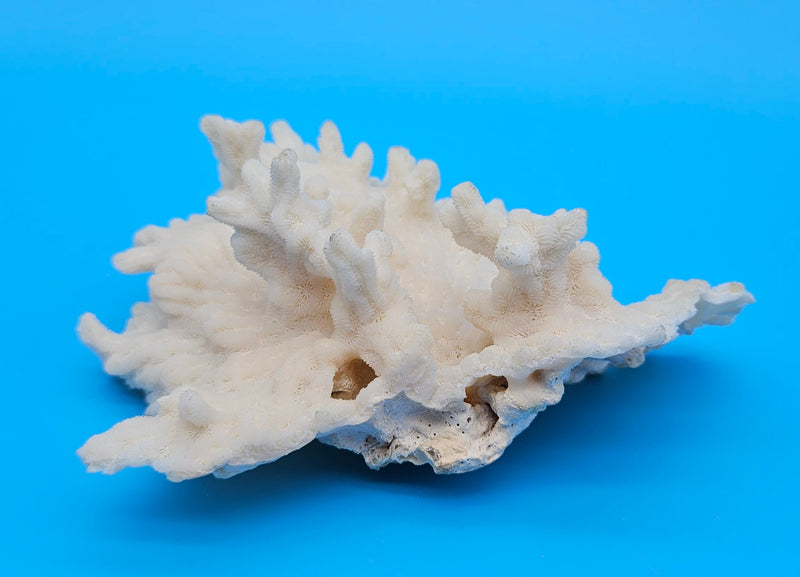 Merulina coral with ruffled fan shape and soft ivory texture on blue background