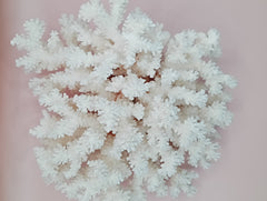 Vintage Brownstem Coral with organic branch texture – 9.5 x 8 x 4.5 inches coastal display piece