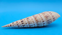 Marlin Spike display shell for coastal home décor – premium natural specimen