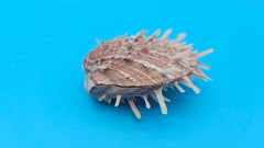  Spiny reddish-brown Spondylus shell pair opened and closed, displayed on a bright blue background