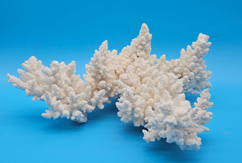 Vintage white branch coral specimen for coastal home decor - natural marine piece