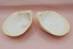 Natural cockle shell pair with deep ridges and creamy tones for coastal home display decor