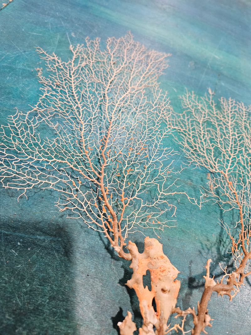 Delicate natural sea fan, 17 inches by 16.25 inches, featuring intricate branching, perfect for coastal décor or wall display.