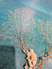 Delicate natural sea fan, 17 inches by 16.25 inches, featuring intricate branching, perfect for coastal décor or wall display.