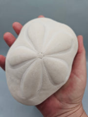 sea biscuit puffer, thick natural sand dollar with beige texture, perfect for coastal décor or crafts