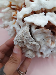 Vintage Brownstem Coral with natural branch texture – 8 x 5.5 x 7 inches