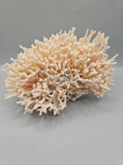 Vintage Birdsnest coral, 6.5 inches by 5 inches, with intricate branching structure, perfect for coastal décor or marine collections.