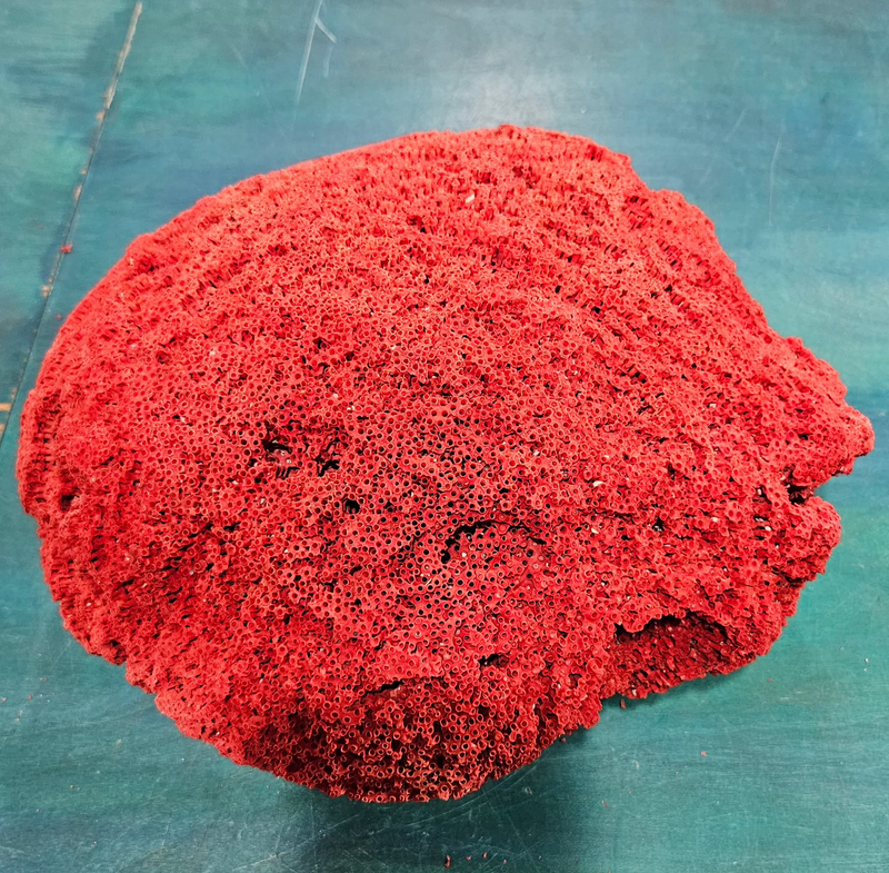 Large red pipe coral specimen with natural tube structure and dome shape, measuring 13x11.5x8 inches