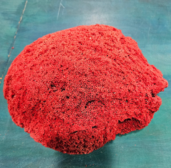 Large red pipe coral specimen with natural tube structure and dome shape, measuring 13x11.5x8 inches