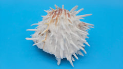 Hinged white Spondylus shell with long spines and orange accents, shown open and closed on blue background