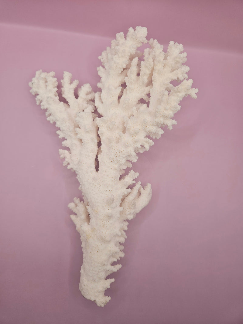 Branch Coral 10.5"