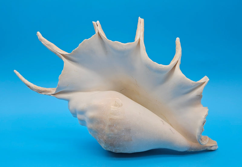 Extra large Lambis truncata display shell for coastal home decor - premium natural specimen