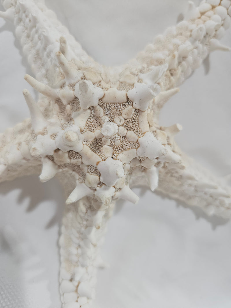 White Thorny Starfish 7.5"