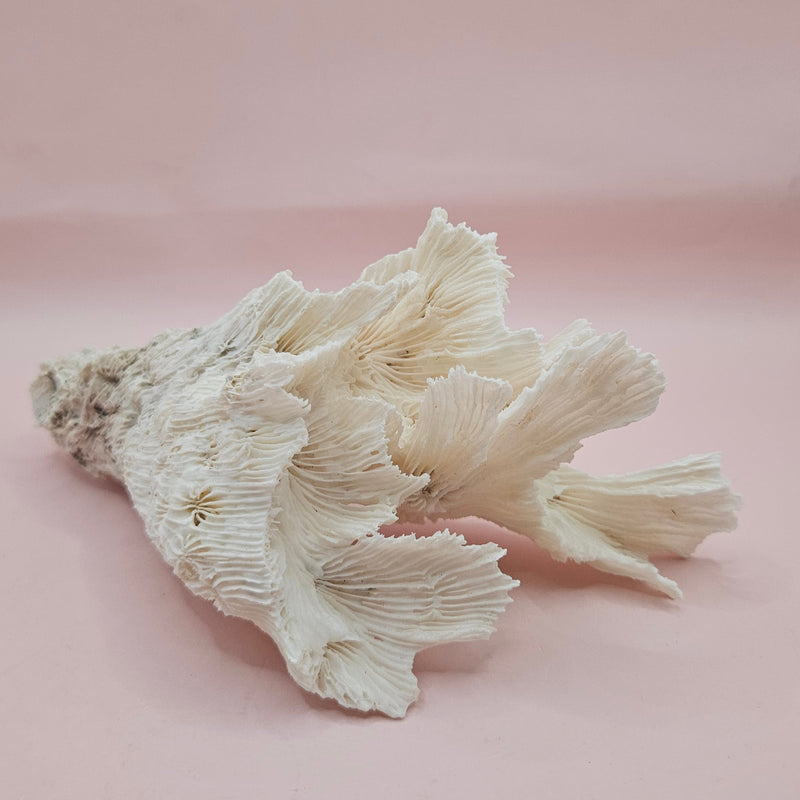Vintage white coral with leafy ruffled appearance and ribbed texture, 7.5 inches tall