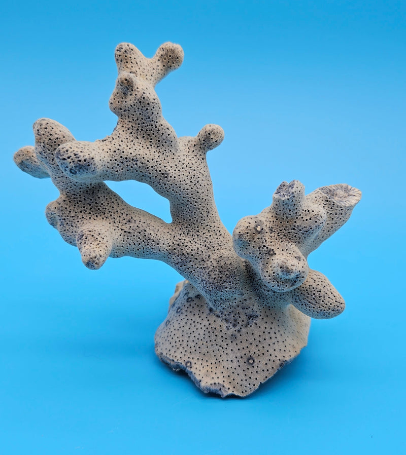 Blue Ridge Coral Specimen with branching form and porous texture on blue background