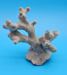 Blue Ridge Coral Specimen with branching form and porous texture on blue background