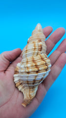 4.4-inch Cymatium pileare shell with brown and gold ribbed texture for coastal display décor