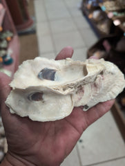 Texas Gulf Coast Oyster Shells Clusters