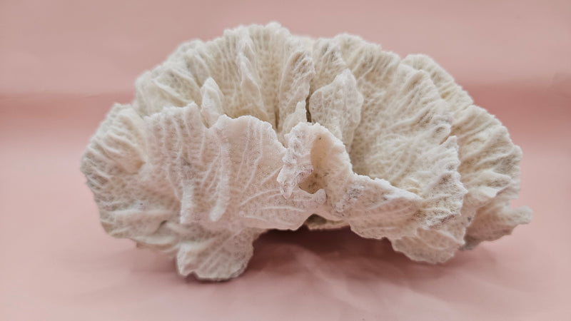 White vintage Rugosa coral fossil with radial ridges on pink background – 6.8 inch horn coral decor