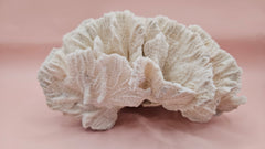 White vintage Rugosa coral fossil with radial ridges on pink background – 6.8 inch horn coral decor