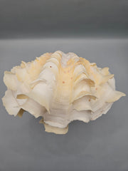 Squamosa clam shell pair, 7 inches wide, featuring natural ridges and textures