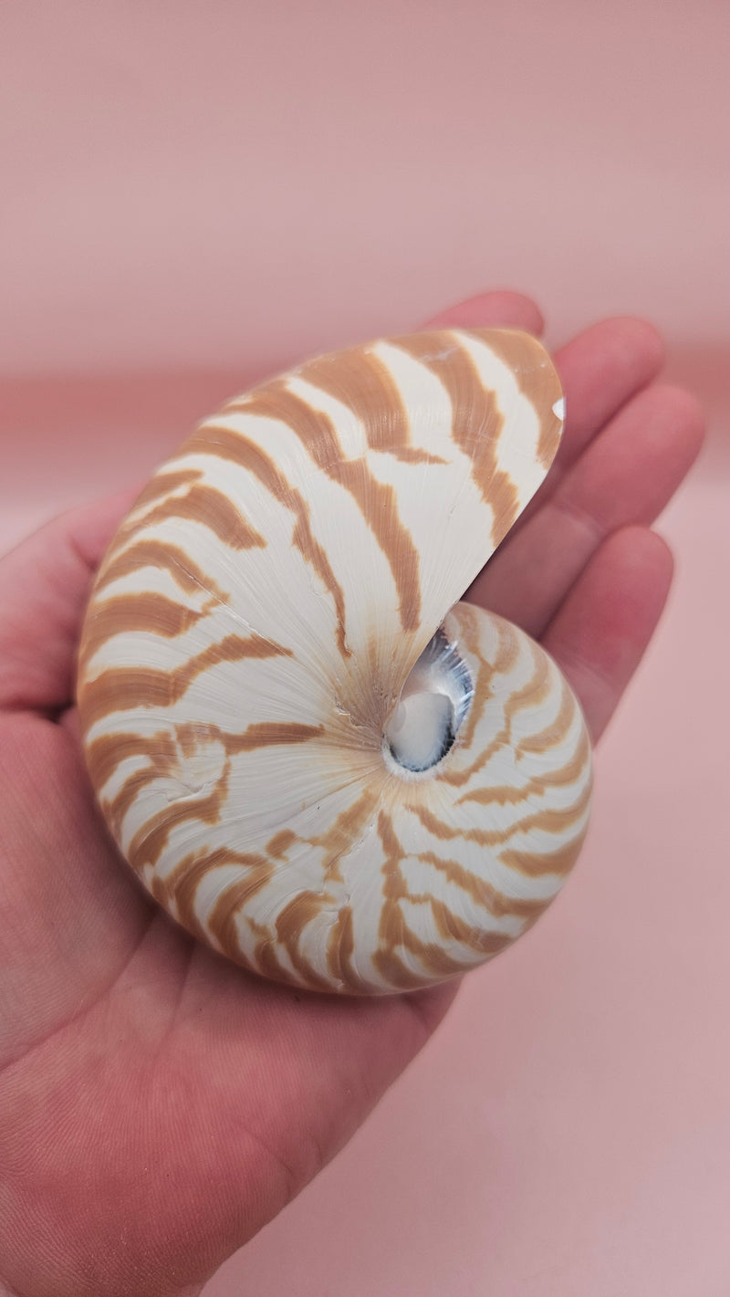3.5-inch natural nautilus shell with smooth spiral pattern and creamy pearlescent finish.
