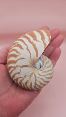 3.5-inch natural nautilus shell with smooth spiral pattern and creamy pearlescent finish.
