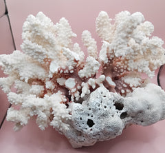 Vintage Brownstem Coral – Natural Textured Branch Form (12