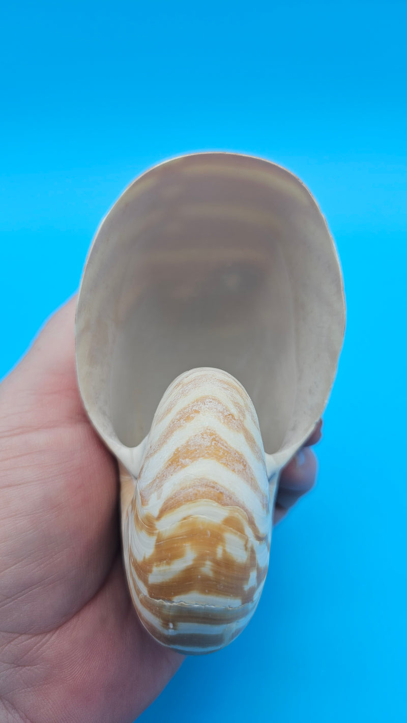 Tiger Nautilus Shell – Striking Natural Ocean Decor 4"