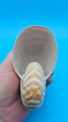 Tiger Nautilus Shell – Striking Natural Ocean Decor 4