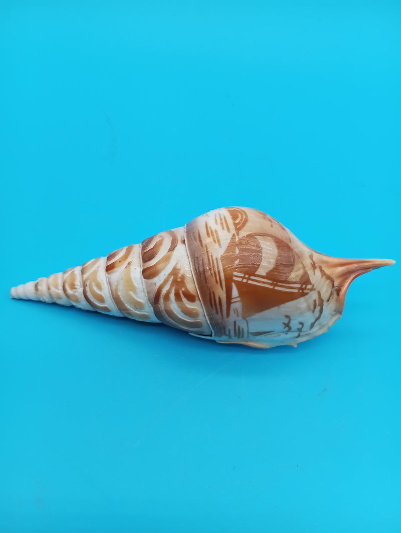 5" carved Tibia shell with sailboat coastal scene