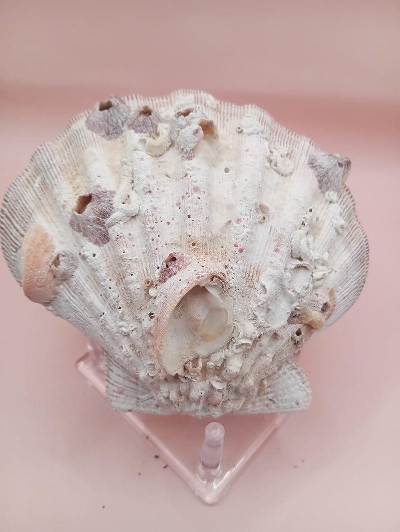 Lion's Paw seashell pair, 5.4 by 4.8 inches, with barnacles and crustacean markings in natural coastal tones