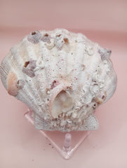Lion's Paw seashell pair, 5.4 by 4.8 inches, with barnacles and crustacean markings in natural coastal tones