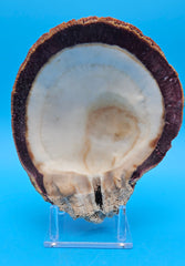 Giant Rock Scallop seashell with purple inner band and textured orange coral exterior for coastal home décor