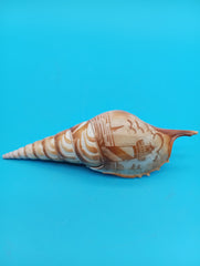 4.7